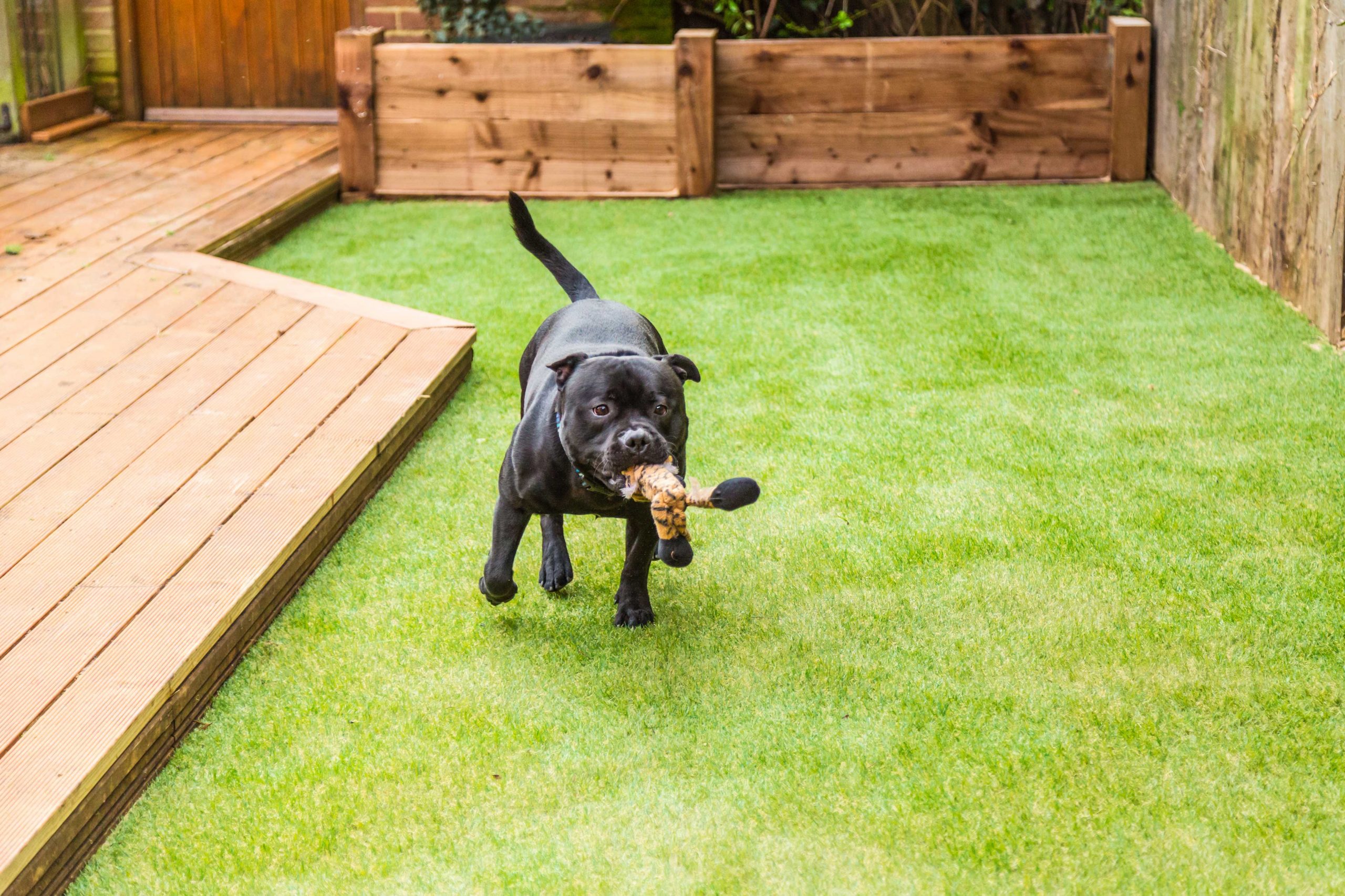 Pet Friendly Artificial Turf